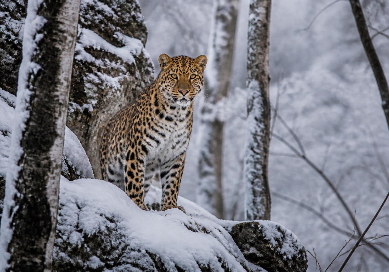 Amur Leopard