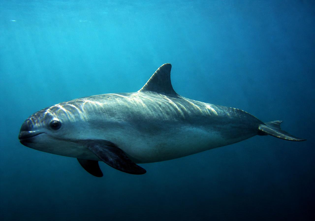 Vaquita