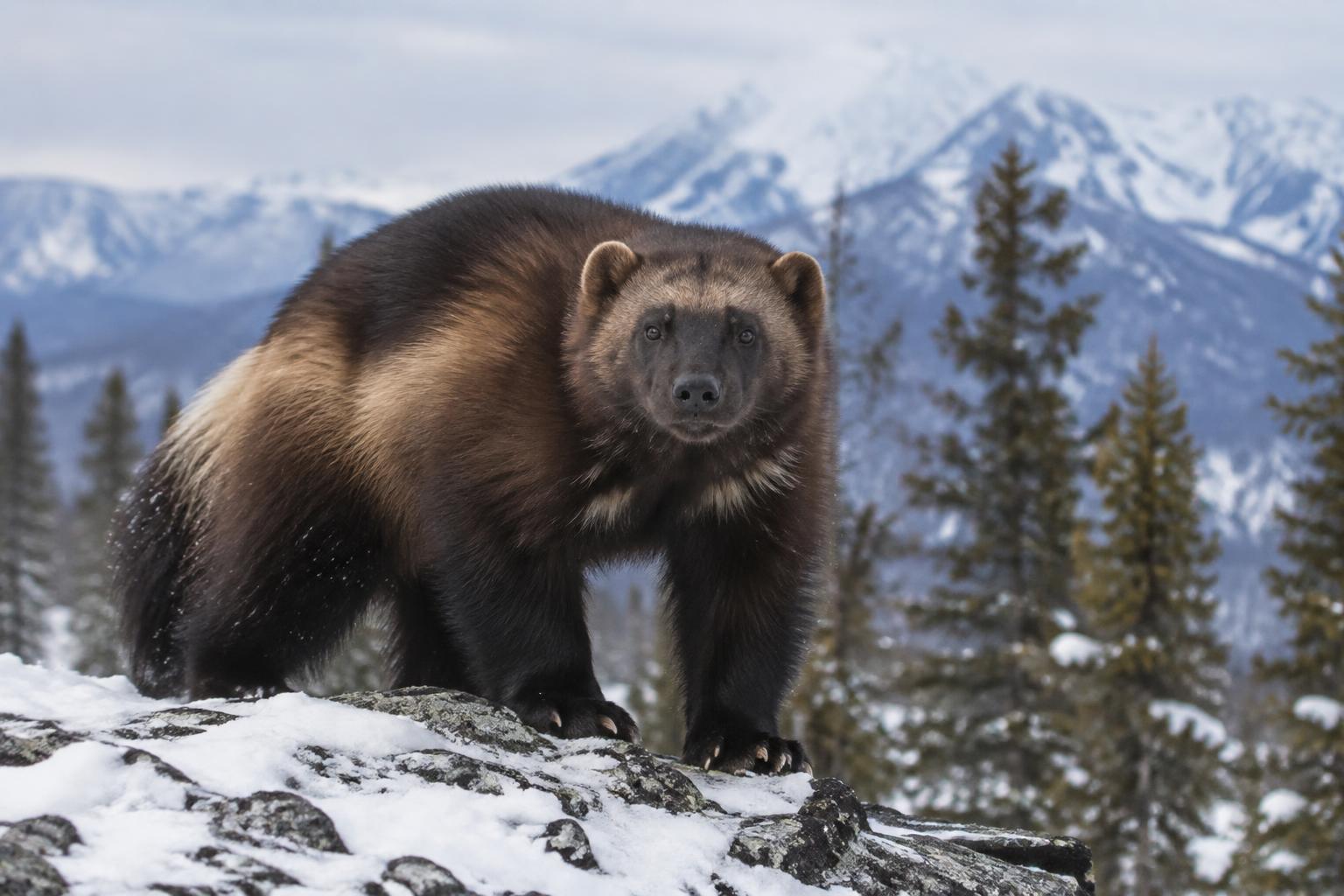 Wolverine